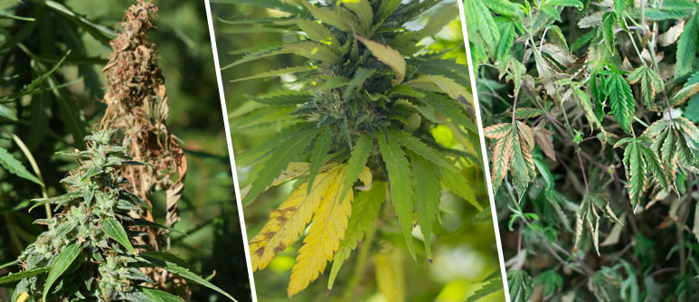 Top 10 Fehler Des Beginnenden Cannabisanbaus - CannaConnection