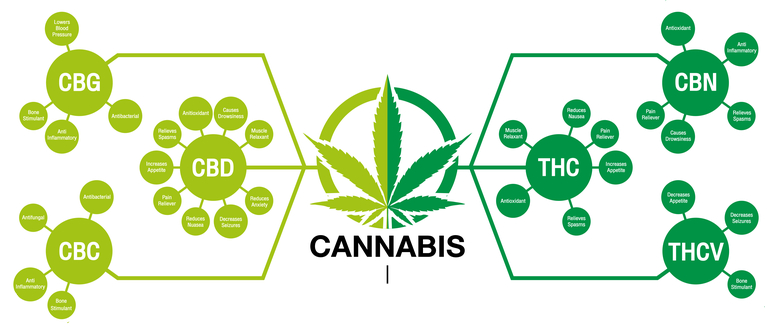 Wie Cannabinoide Hergestellt Werden: Die Wege Verstehen - CannaConnection