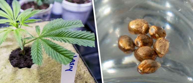 Cannabis-Samen keimen lassen: Grundlagen und Methoden