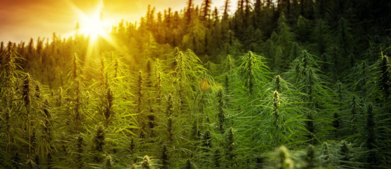 Rechtlicher Status und Regulierung von Cannabis weltweit: Wie wird es gehandhabt?
